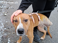 BELLA, bezaubernde Mixhündin,ca. 2J.,Handicap*Gnadenplatz*