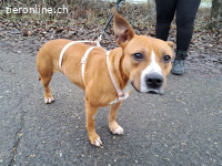 BELLA, bezaubernde Mixhündin,ca. 2J.,Handicap*Gnadenplatz*