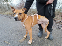 BELLA, bezaubernde Mixhündin,ca. 2J.,Handicap*Gnadenplatz*