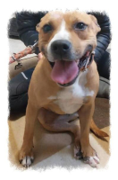 BELLA, bezaubernde Mixhündin,ca. 2J.,Handicap*Gnadenplatz*