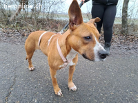 BELLA, bezaubernde Mixhündin,ca. 2J.,Handicap*Gnadenplatz*