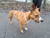 BELLA, bezaubernde Mixhündin,ca. 2J.,Handicap*Gnadenplatz*