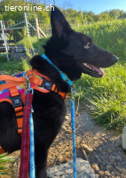 Bella Traumhund sucht Zuhause 60cm 3 Jahre