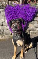 Bella - wunderschöne Charakterhündin