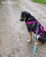 Bella - wunderschöne Charakterhündin