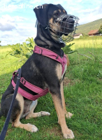 Bella - wunderschöne Charakterhündin