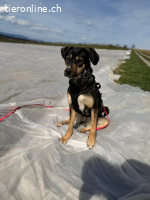 Bella - wunderschöne Charakterhündin