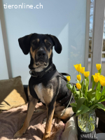 Bella - wunderschöne Charakterhündin