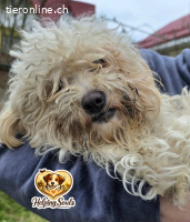 Bella2 - Frohnatur sucht Familie