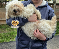 Bella2 - Frohnatur sucht Familie