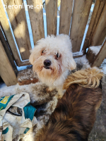 Bella2 - Frohnatur sucht Familie