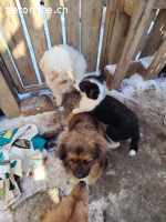 Bella2 - Frohnatur sucht Familie