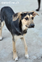 Belle, die dreifarbige zarte Schönheit