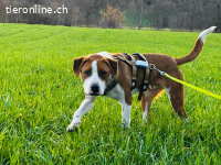 Beni sucht sein Glück