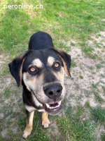 Benito - wunderschöner Junghund sucht ein Zuhause