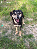 Benito - wunderschöner Junghund sucht ein Zuhause