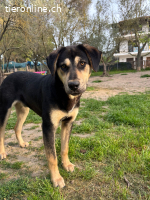 Benito - wunderschöner Junghund sucht ein Zuhause