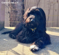 Benji – quirliger schwarzer Wuschel sucht seine Familie