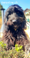 Benji – quirliger schwarzer Wuschel sucht seine Familie