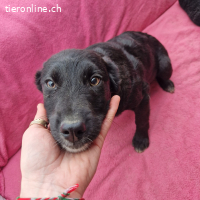 Benji – sanfte Hoffnung auf ein Zuhause