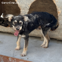 Bennet freundlich, aufgeweckt mit voller Lebensfreude