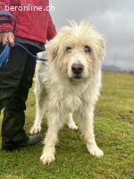 Benni – ein ruhiger Begleiter mit sanfter Seele sucht sein Z