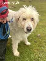 Benni – ein ruhiger Begleiter mit sanfter Seele sucht sein Z