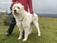 Benni – ein ruhiger Begleiter mit sanfter Seele sucht sein Z