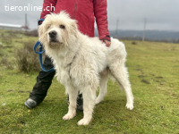 Benni – ein ruhiger Begleiter mit sanfter Seele sucht sein Z