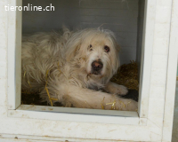 Benni – ein ruhiger Begleiter mit sanfter Seele sucht sein Z