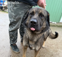 Berengar, toller Hund