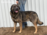 Berengar, toller Hund