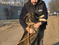 Berengar, toller Hund