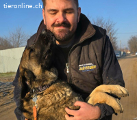 Berengar, toller Hund