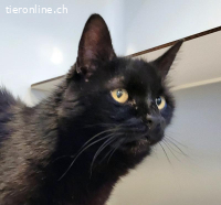 Berry, ca 15 Jahre, männl, kastr, sucht ruhigen Haushalt