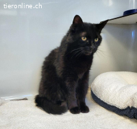 Berry, ca 15 Jahre, männl, kastr, sucht ruhigen Haushalt