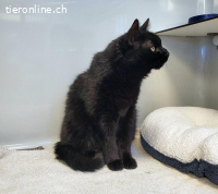 Berry, ca 15 Jahre, männl, kastr, sucht ruhigen Haushalt