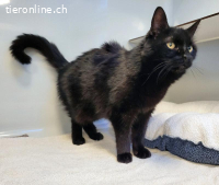 Berry, ca 15 Jahre, männl, kastr, sucht ruhigen Haushalt