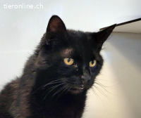 Berry, ca 15 Jahre, männl, kastr, sucht ruhigen Haushalt