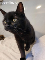 Berry, ca 15 Jahre, männl, kastr, sucht ruhigen Haushalt