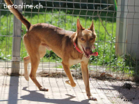 Berto - Sanftmütiger Rüde sehnt sich nach Geborgenheit