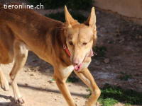 Berto - Sanftmütiger Rüde sehnt sich nach Geborgenheit