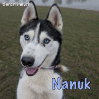 Bewegungsfreudiger Nanuk ist bereit für seine Familie