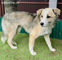 Bezaubernde Junghündin Novalie