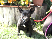 Biana, bezaubernde Hündin
