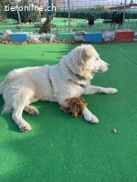 Bianca, die Schüchterne sucht ein ruhiges Zuhause