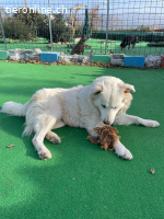 Bianca, die Schüchterne sucht ein ruhiges Zuhause