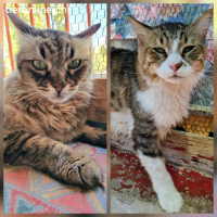 BIBI & JOHNNY - WARTEN SEHNSUECHTIG AUF EIN NEUES ZU HAUSE