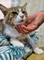 BIBI & JOHNNY - WARTEN SEHNSUECHTIG AUF EIN NEUES ZU HAUSE