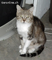 BIETE LIEBEVOLLE KOMPETENTE KATZENBETREUUNG